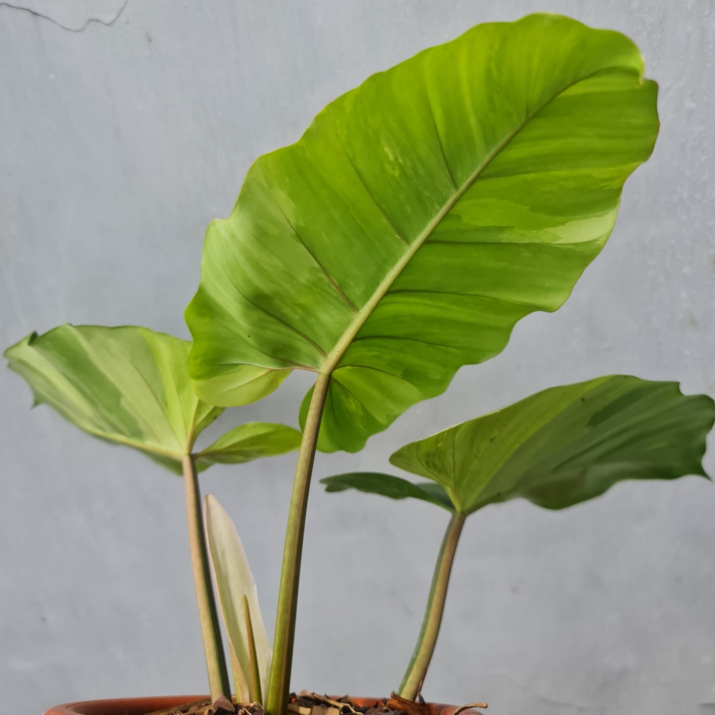 Philodendron Jungle Fever Variegated Tropical Plants KOKONATPLANT