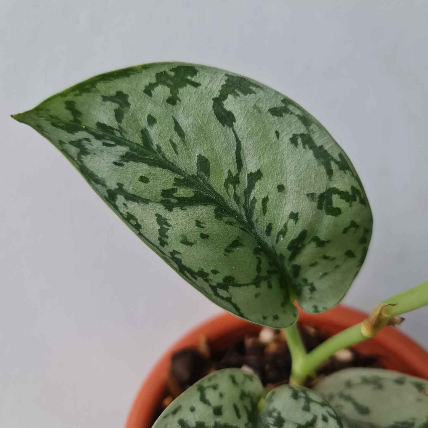Scindapsus Silver Lady Tropical Plants KOKONATPLANT
