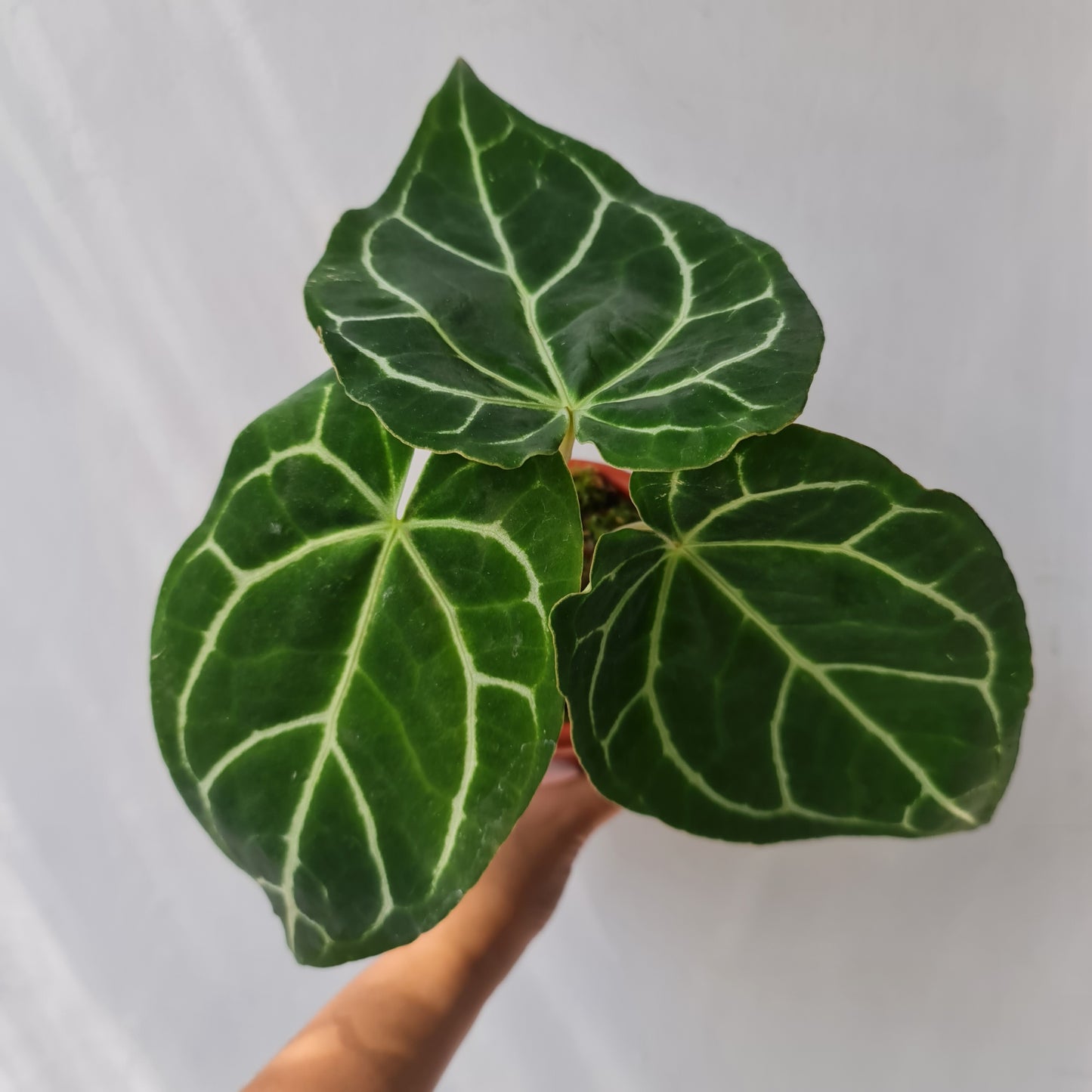 Anthurium Crystallinum Tropical Plants KOKONATPLANT