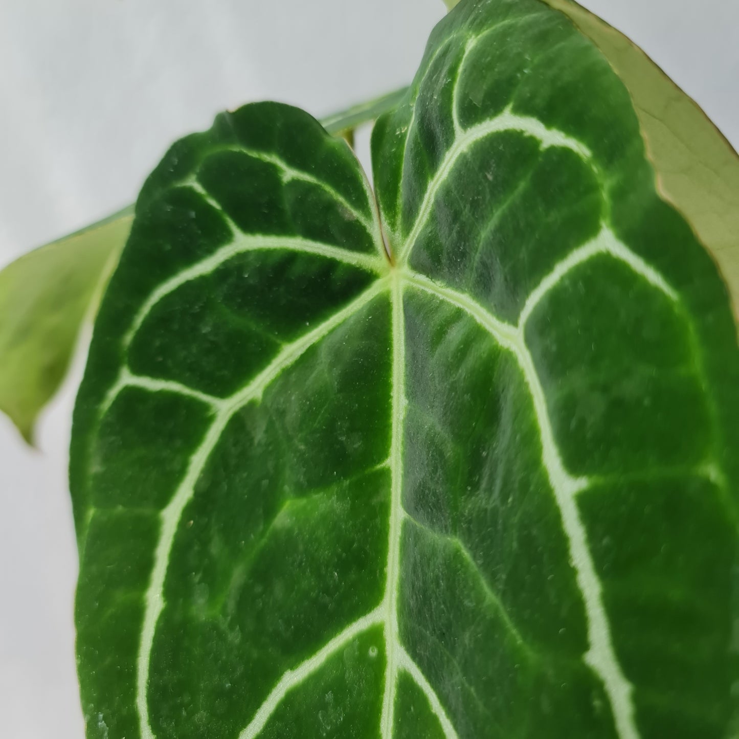 Anthurium Crystallinum Tropical Plants KOKONATPLANT