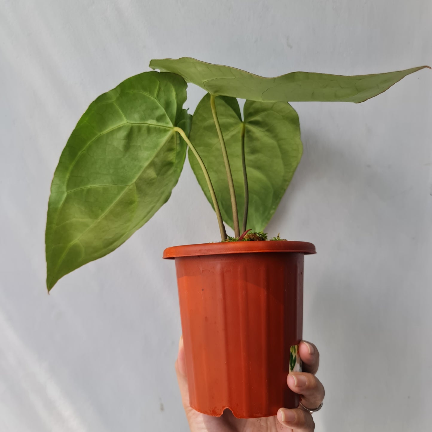 Anthurium Crystallinum Tropical Plants KOKONATPLANT