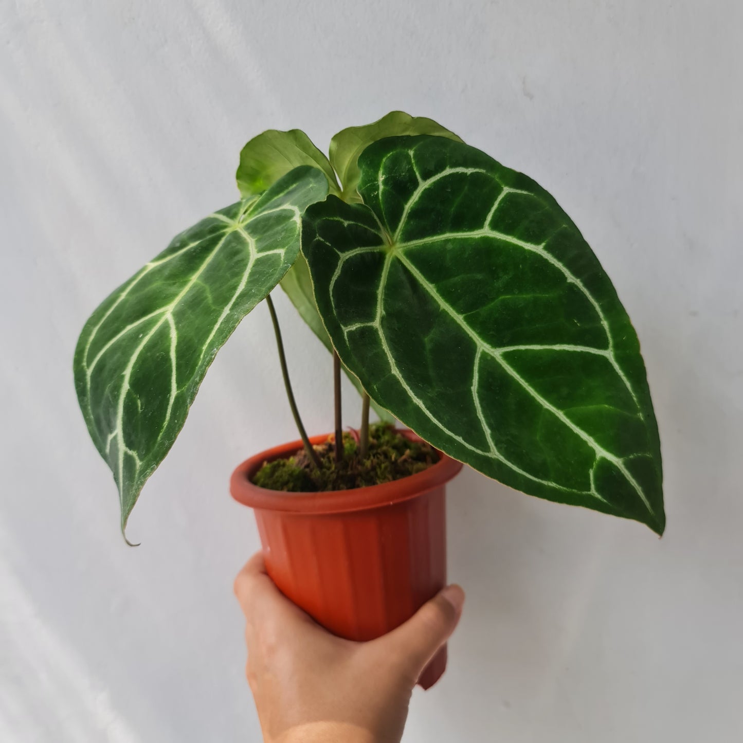 Anthurium Crystallinum Tropical Plants KOKONATPLANT