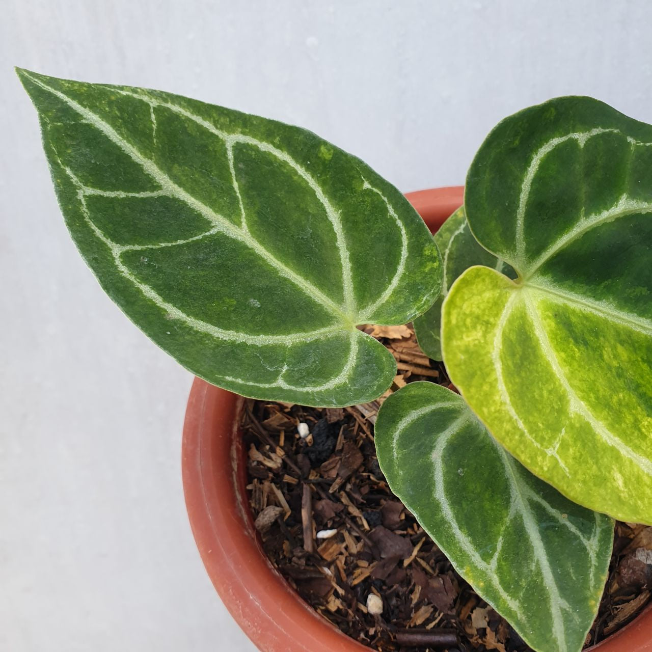 Anthurium Crystallinum Variegated Tropical Plants KOKONATPLANT