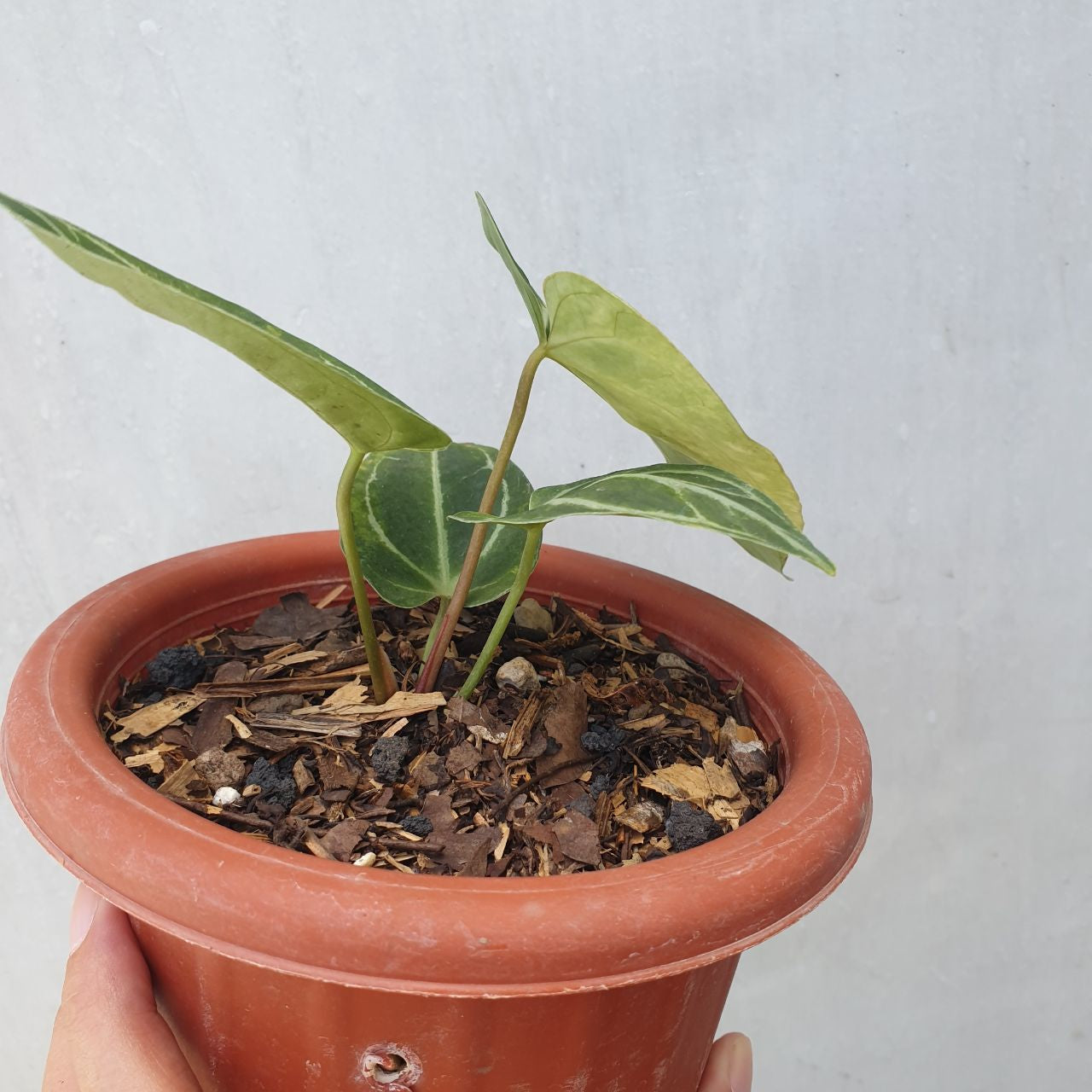 Anthurium Crystallinum Variegated Tropical Plants KOKONATPLANT