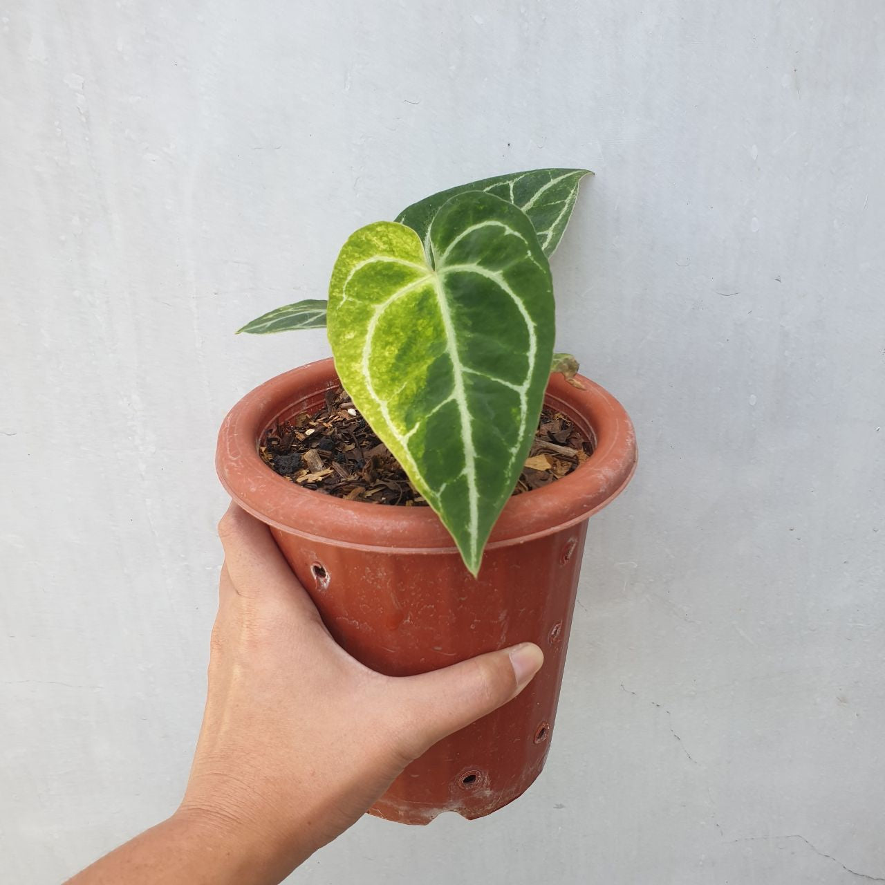 Anthurium Crystallinum Variegated Tropical Plants KOKONATPLANT