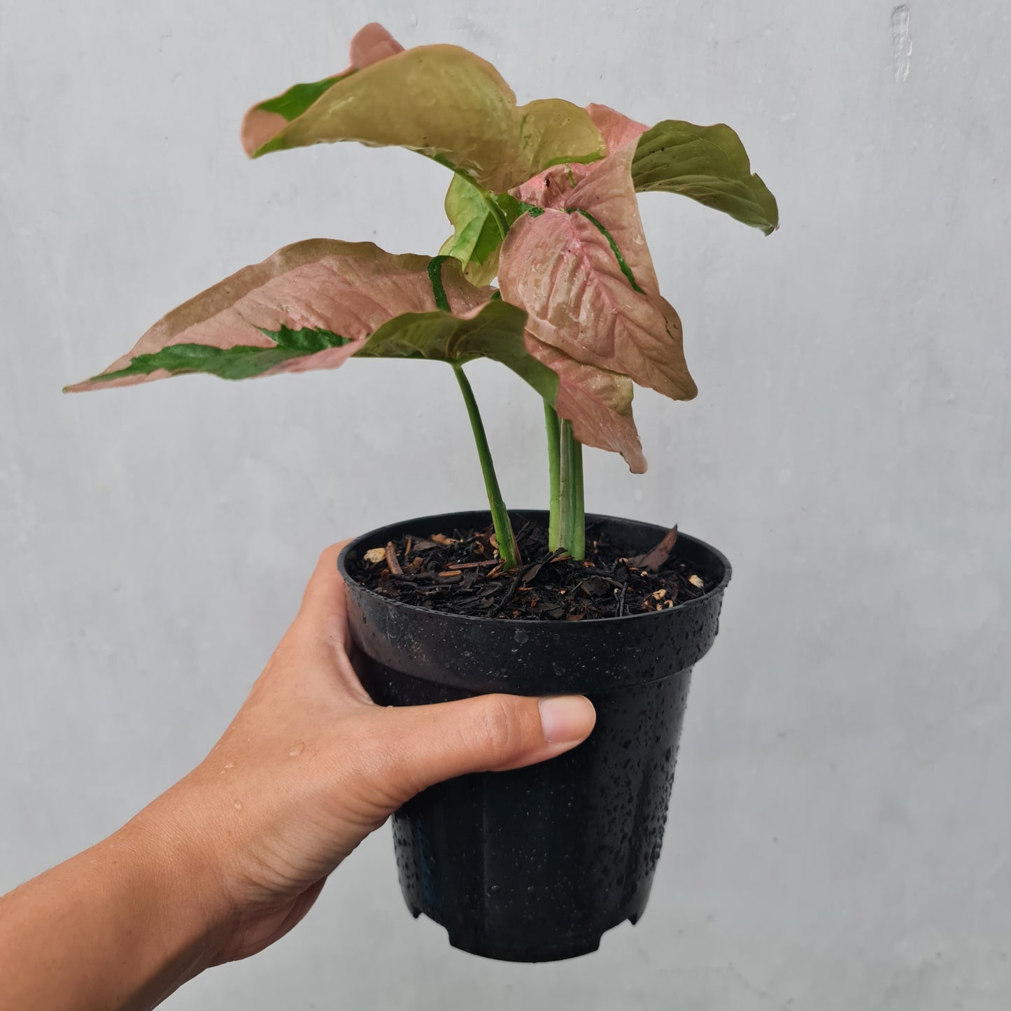 Syngonium Pink Beauty Pink Lava Variegated Tropical Plants KOKONATPLANT