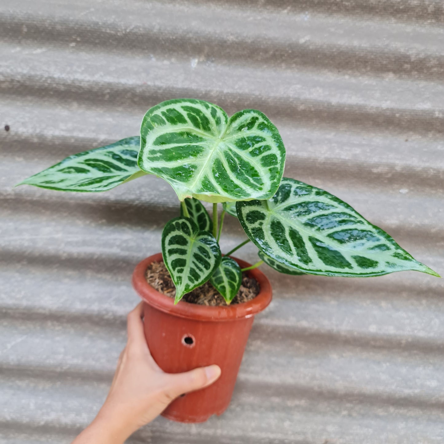Anthurium Silver Blush Dorayaki KOKONATPLANT