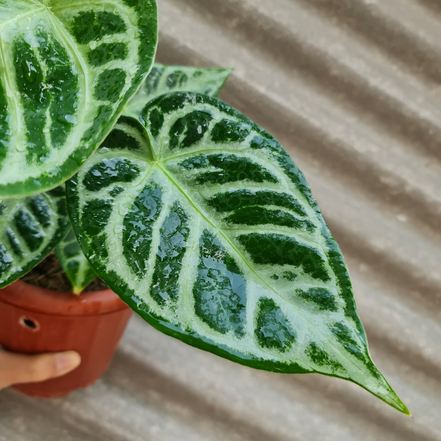 Anthurium Silver Blush Dorayaki KOKONATPLANT