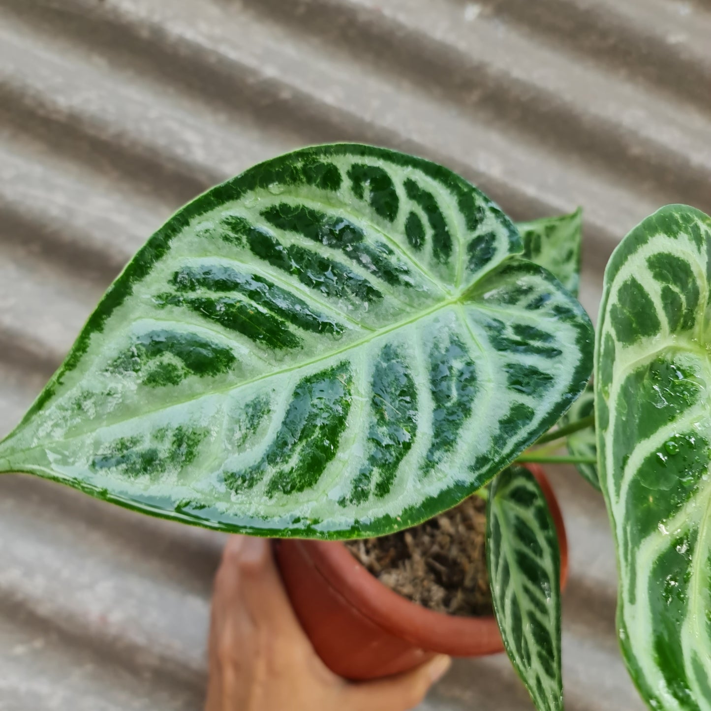 Anthurium Silver Blush Dorayaki KOKONATPLANT