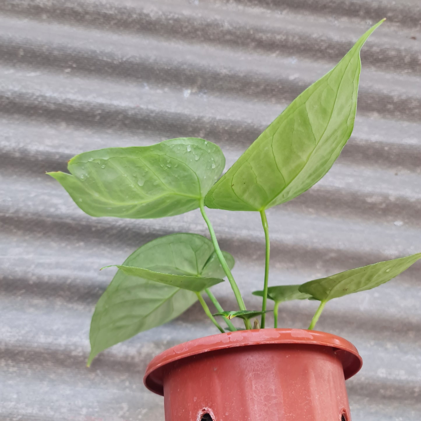 Anthurium Silver Blush Dorayaki KOKONATPLANT