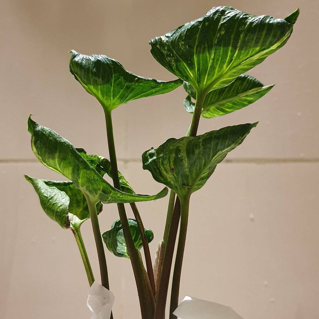 Syngonium Godzilla Tropical Plants KOKONATPLANT
