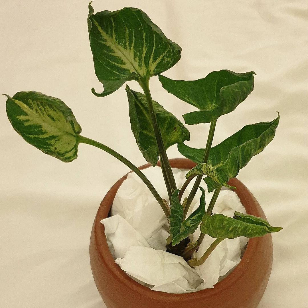 Syngonium Godzilla Tropical Plants KOKONATPLANT