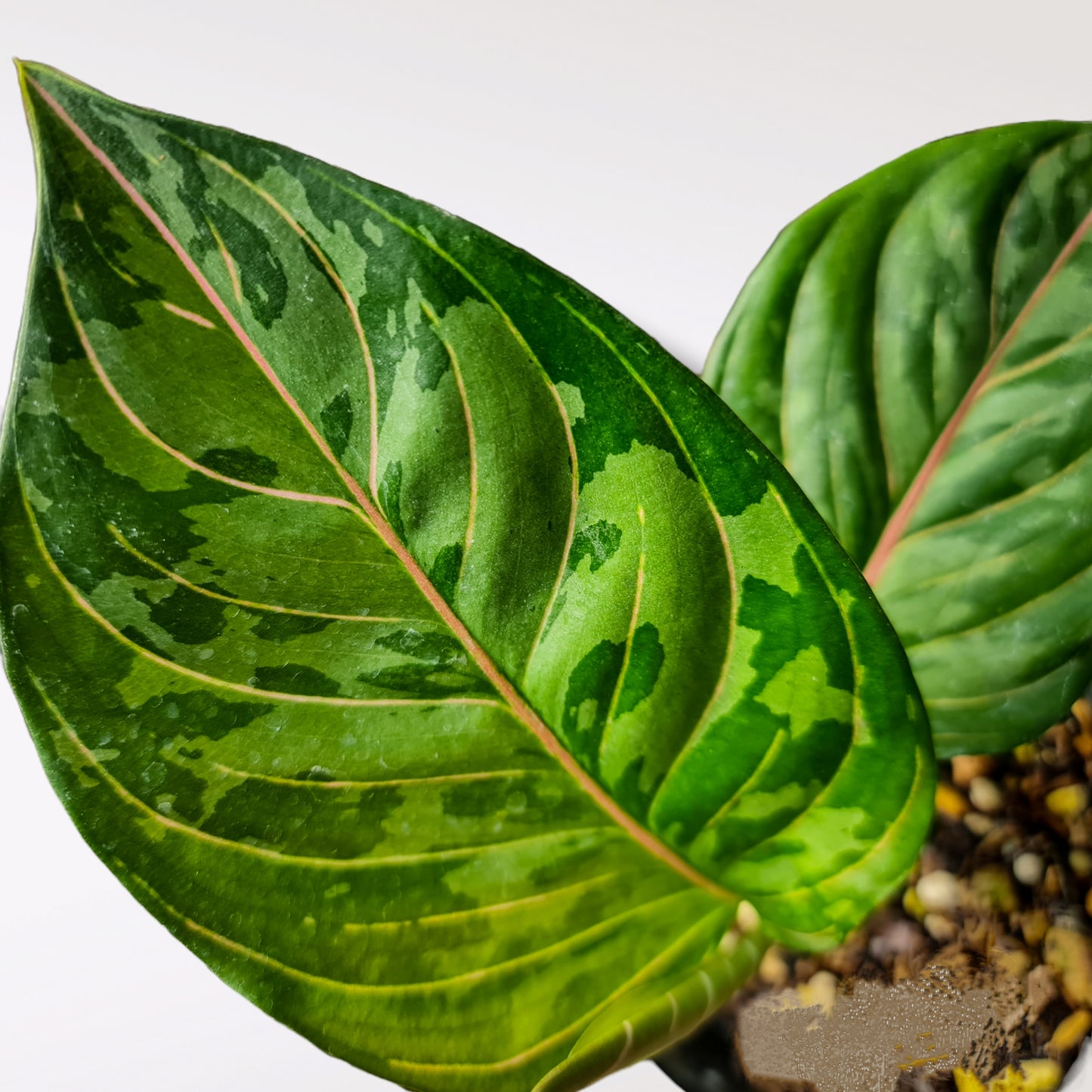 Aglaonema Army (Pictum Tricolor X Rotundum Aceh) KOKONATPLANT