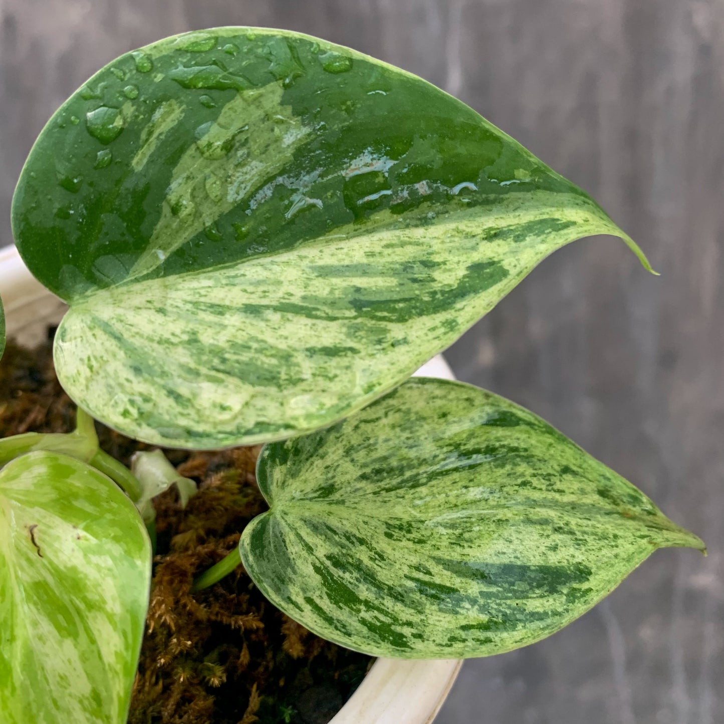 Philodendron Hederaceum Variegated Tropical Plants KOKONATPLANT