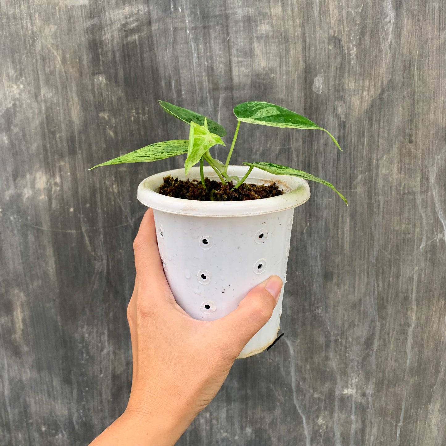 Philodendron Hederaceum Variegated Tropical Plants KOKONATPLANT