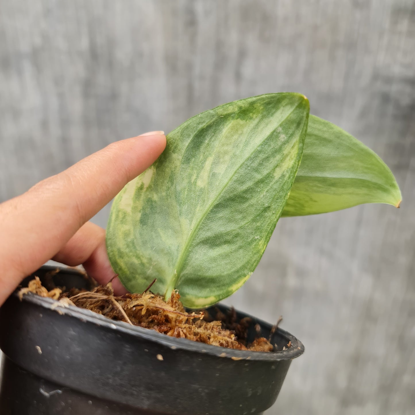 Scindapsus Jade Satin Aurea Yellow Variegated Tropical plants KOKONATPLANT