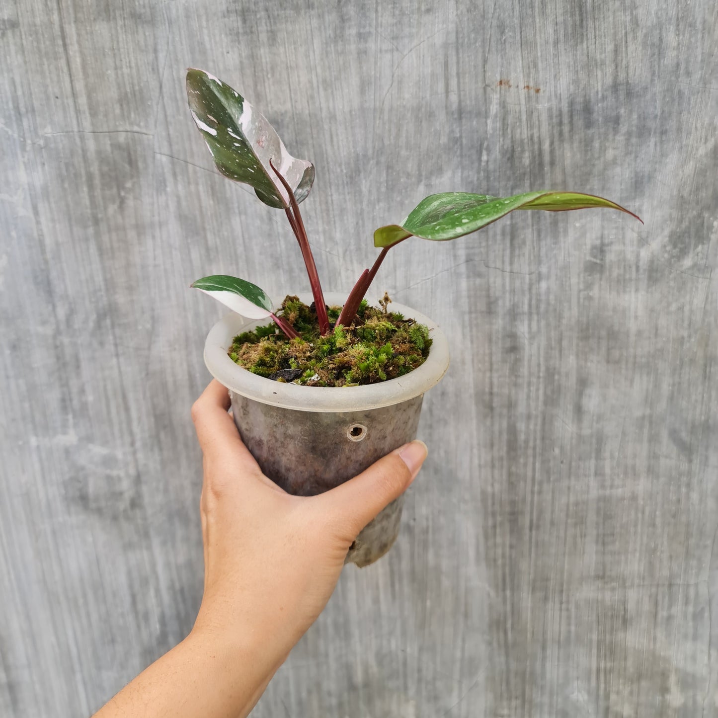 Philodendron Red Anderson Variegated Tropical plants KOKONATPLANT
