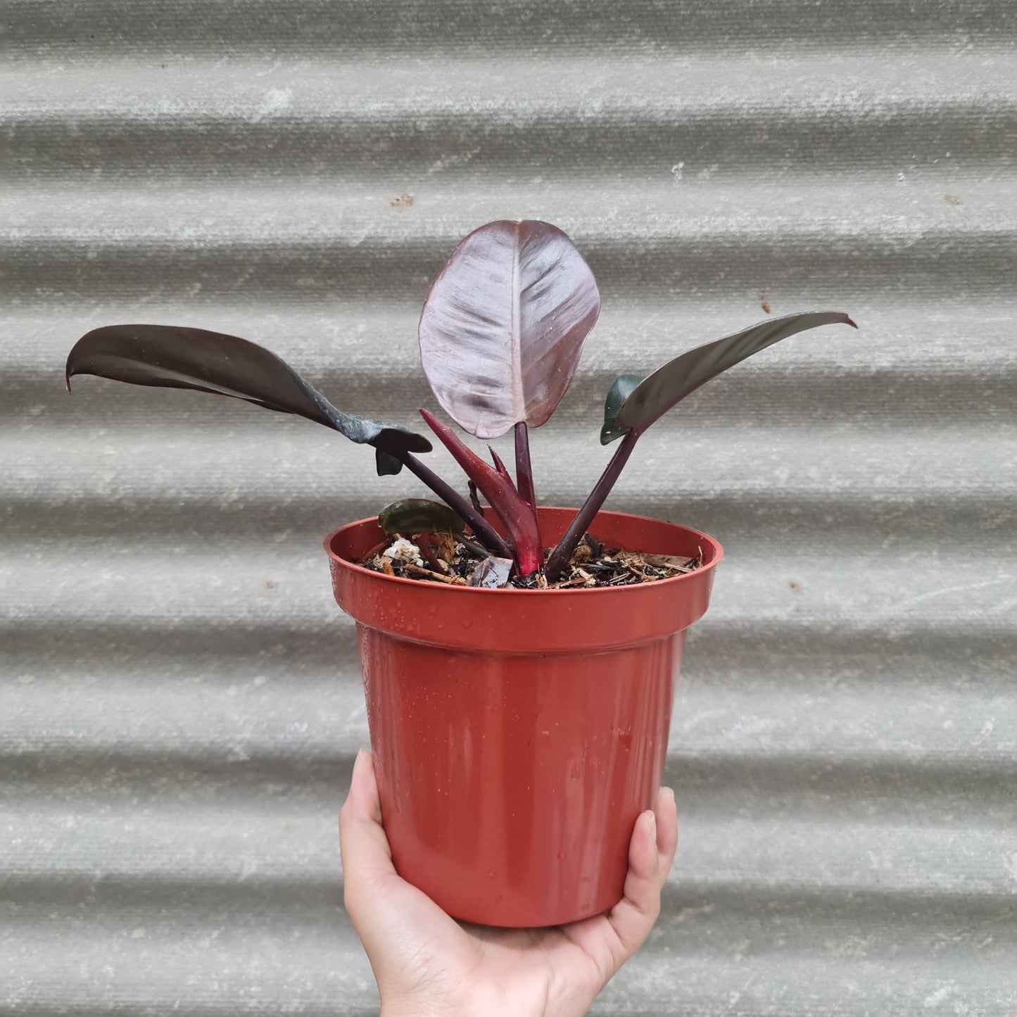 Philodendron Black Cardinal Tropical Plants KOKONATPLANT