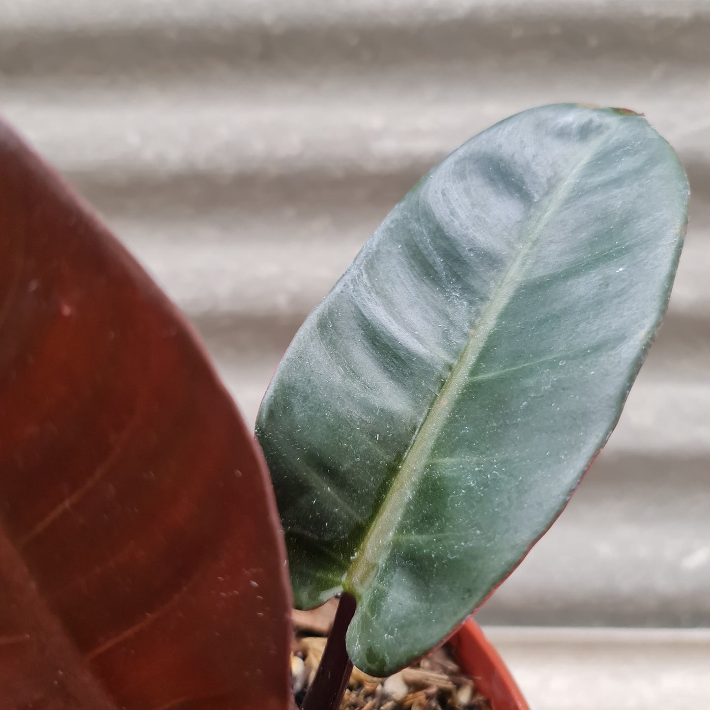Philodendron Black Cardinal Tropical Plants KOKONATPLANT