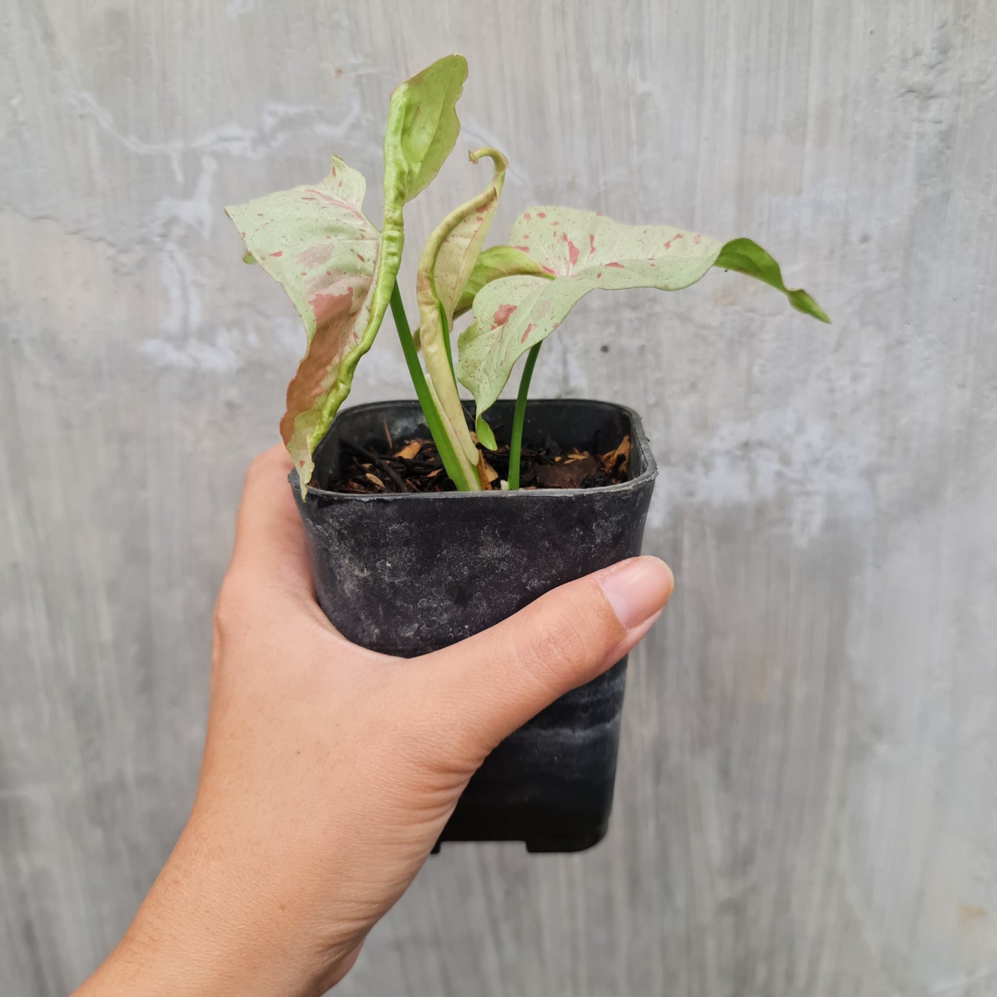 SMALL Syngonium Milk Confetti variegated tropical plants KOKONATPLANT