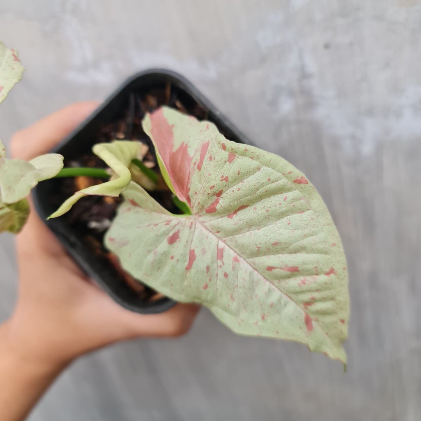 SMALL Syngonium Milk Confetti variegated tropical plants KOKONATPLANT
