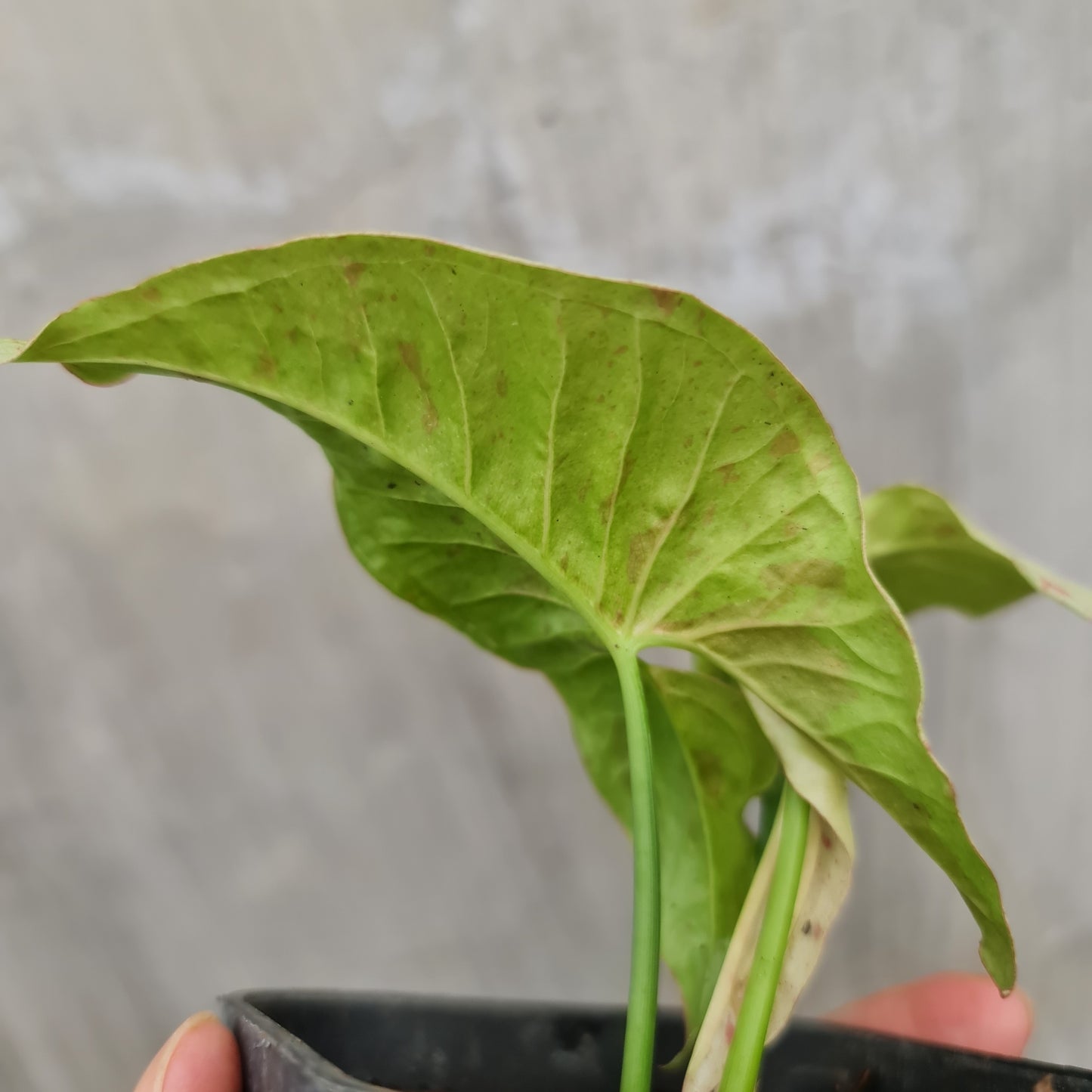 SMALL Syngonium Milk Confetti variegated tropical plants KOKONATPLANT