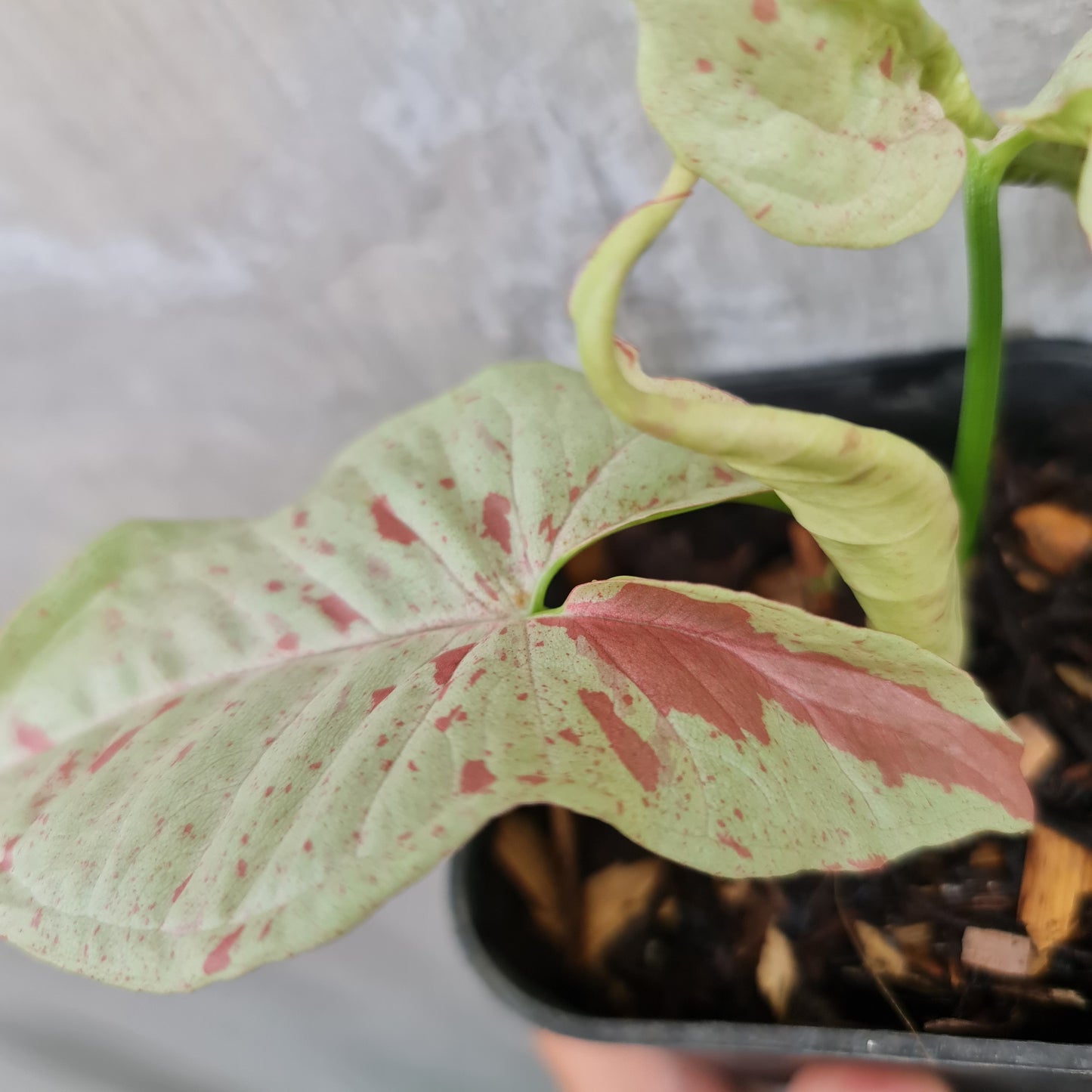 SMALL Syngonium Milk Confetti variegated tropical plants KOKONATPLANT