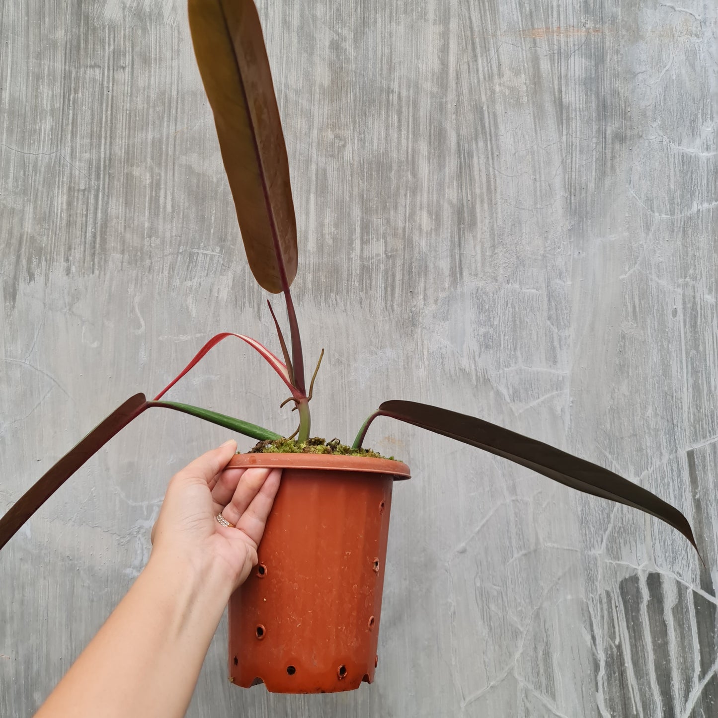 Philodendron Bicolor Tropical Plants KOKONATPLANT
