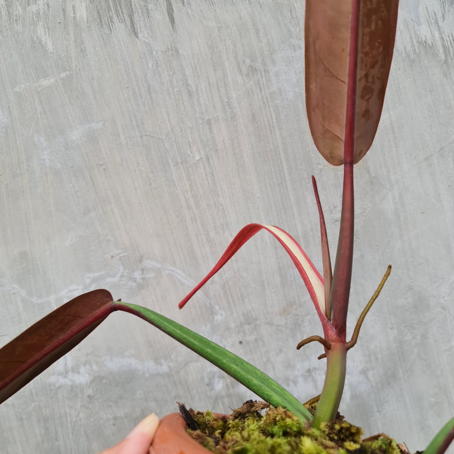 Philodendron Bicolor Tropical Plants KOKONATPLANT