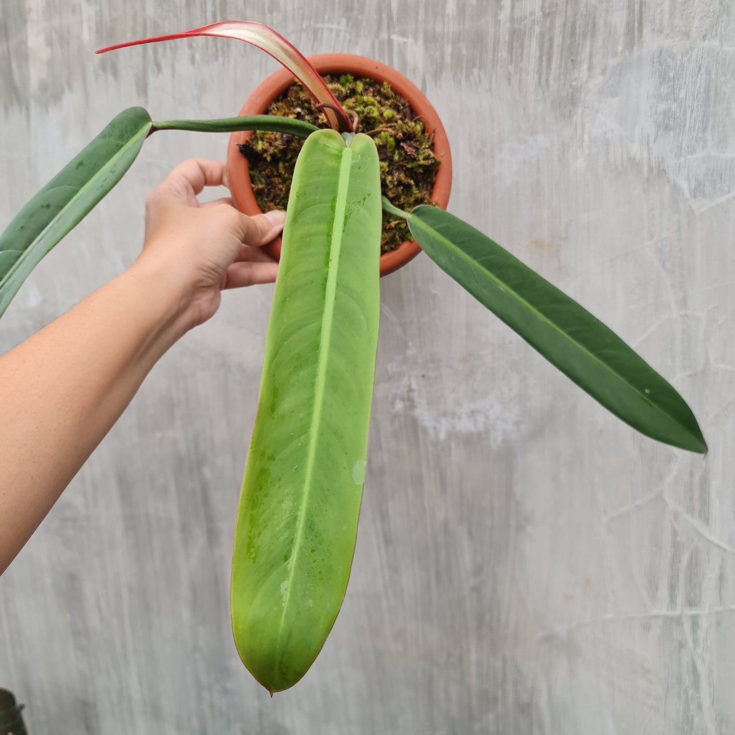 Philodendron Bicolor Tropical Plants KOKONATPLANT