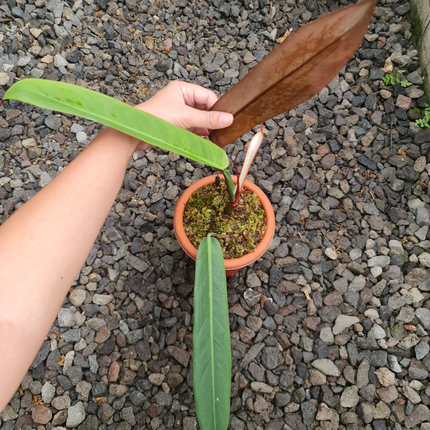 Philodendron Bicolor Tropical Plants KOKONATPLANT