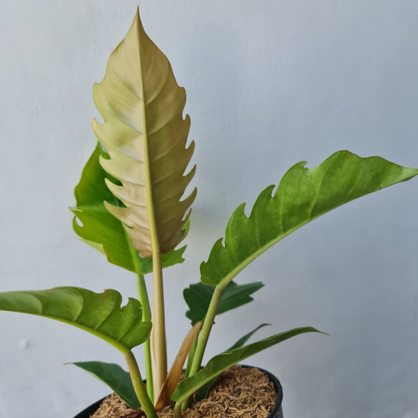 Philodendron Green Caramel Tropical Plants KOKONATPLANT