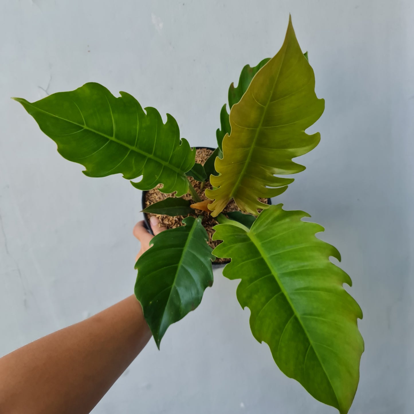 Philodendron Green Caramel Tropical Plants KOKONATPLANT