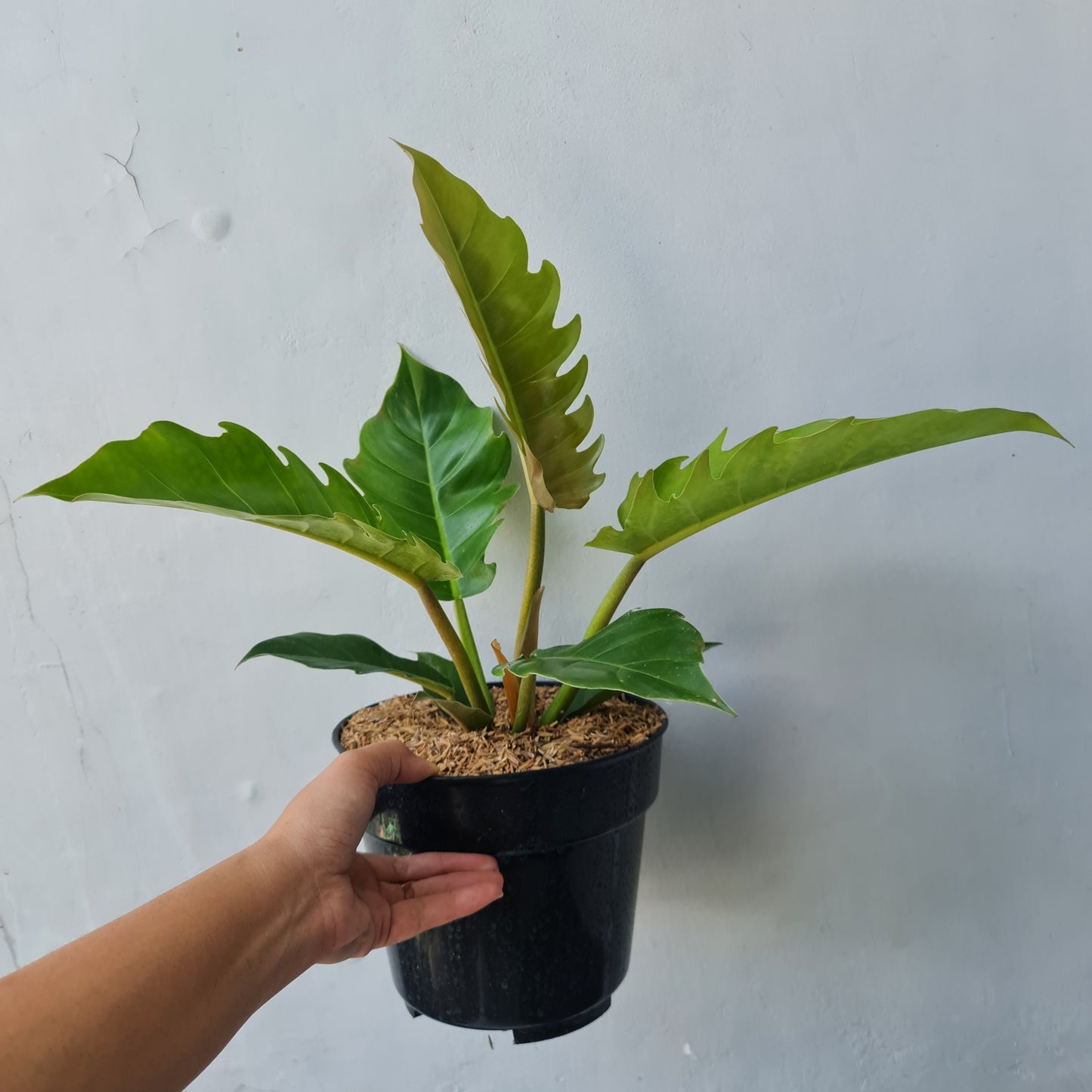 Philodendron Green Caramel Tropical Plants KOKONATPLANT