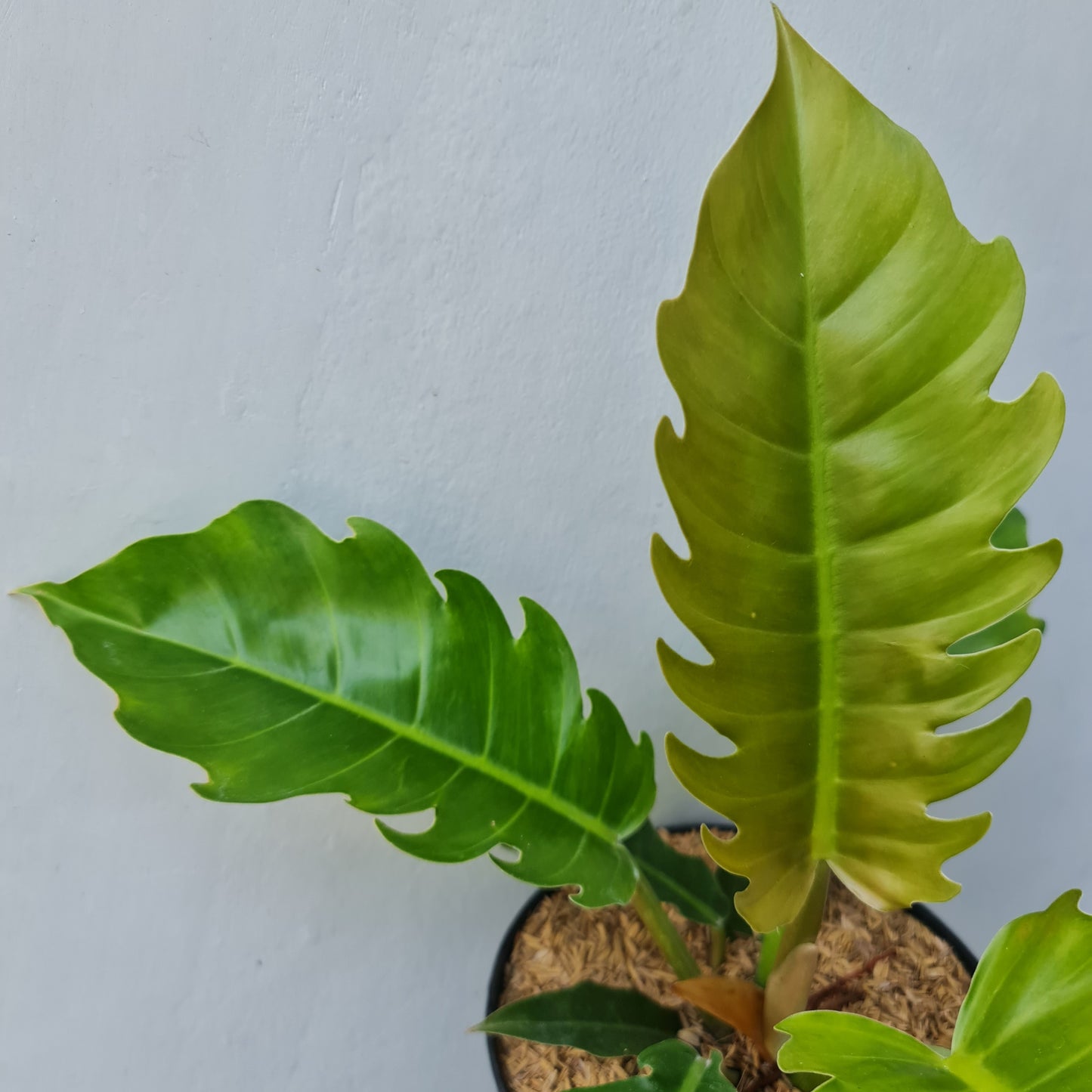 Philodendron Green Caramel Tropical Plants KOKONATPLANT