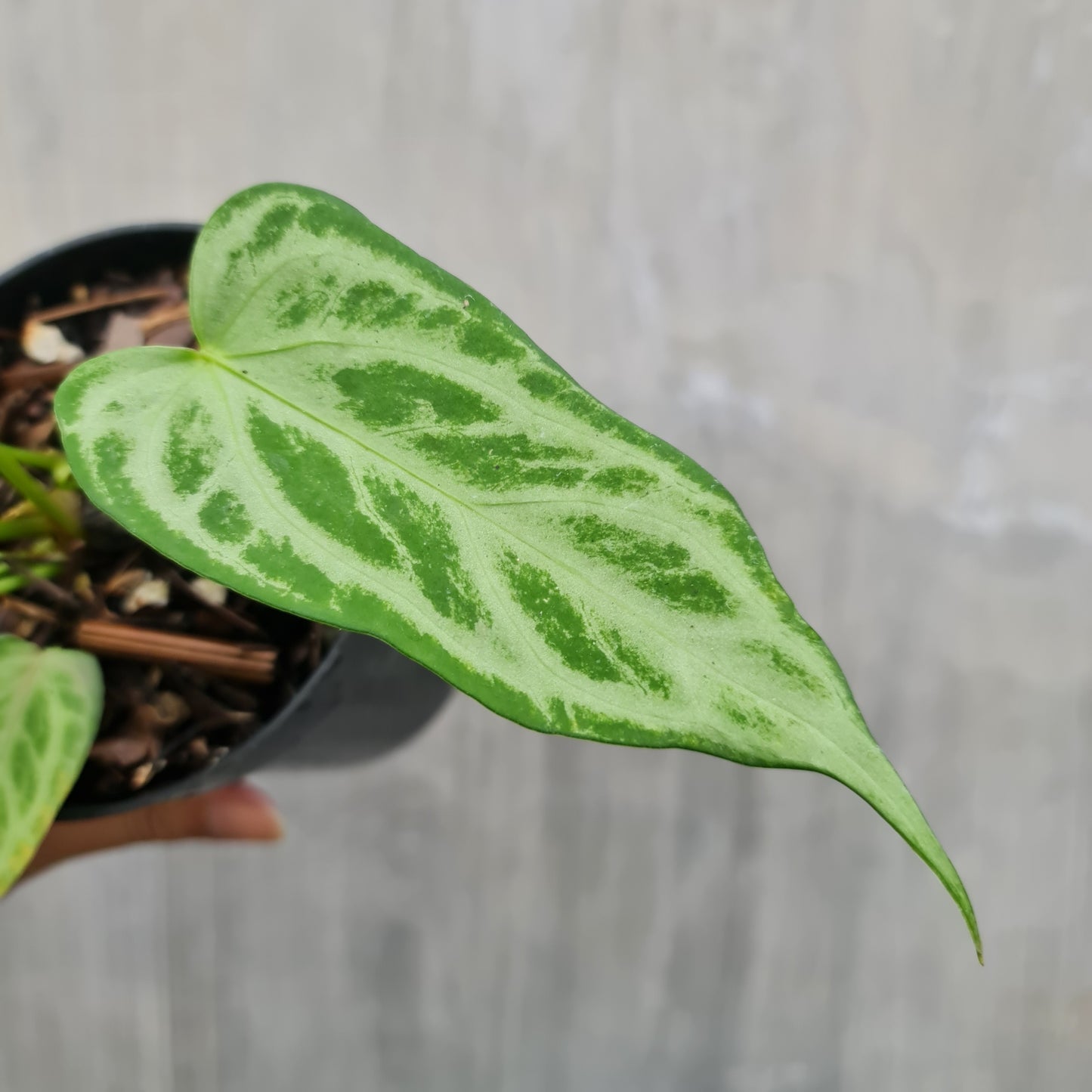 Anthurium Warocqueanum X Silverblush Small KOKONATPLANT