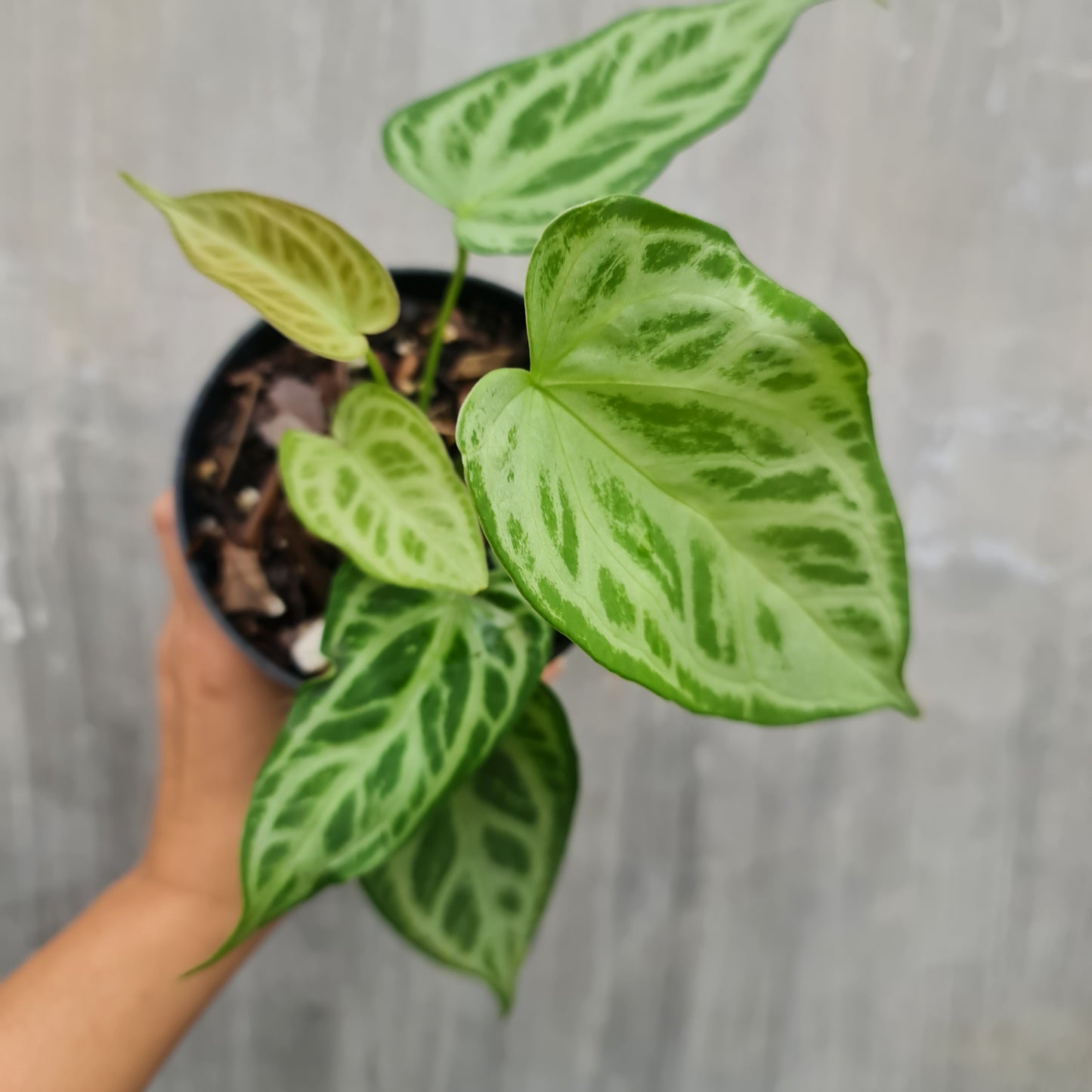 Anthurium Warocqueanum X Silverblush Small KOKONATPLANT