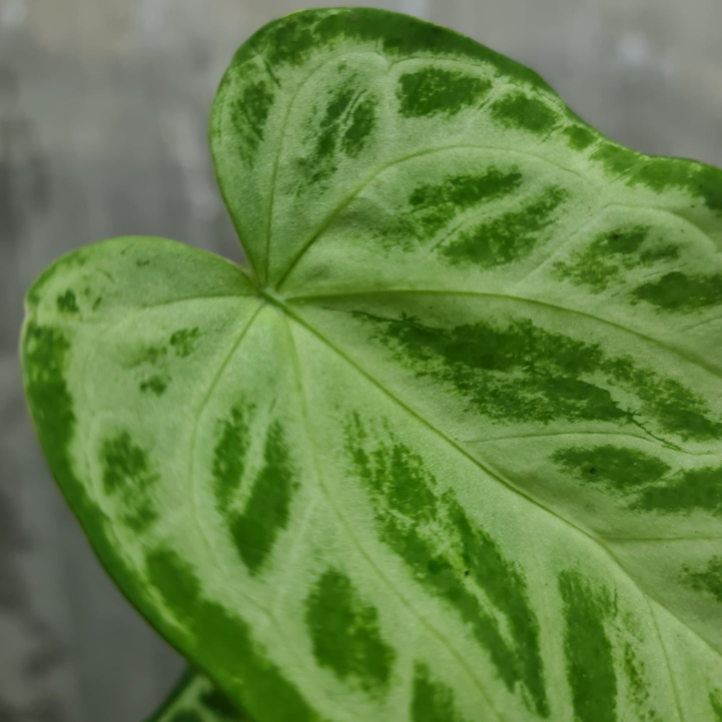 Anthurium Warocqueanum X Silverblush Small KOKONATPLANT
