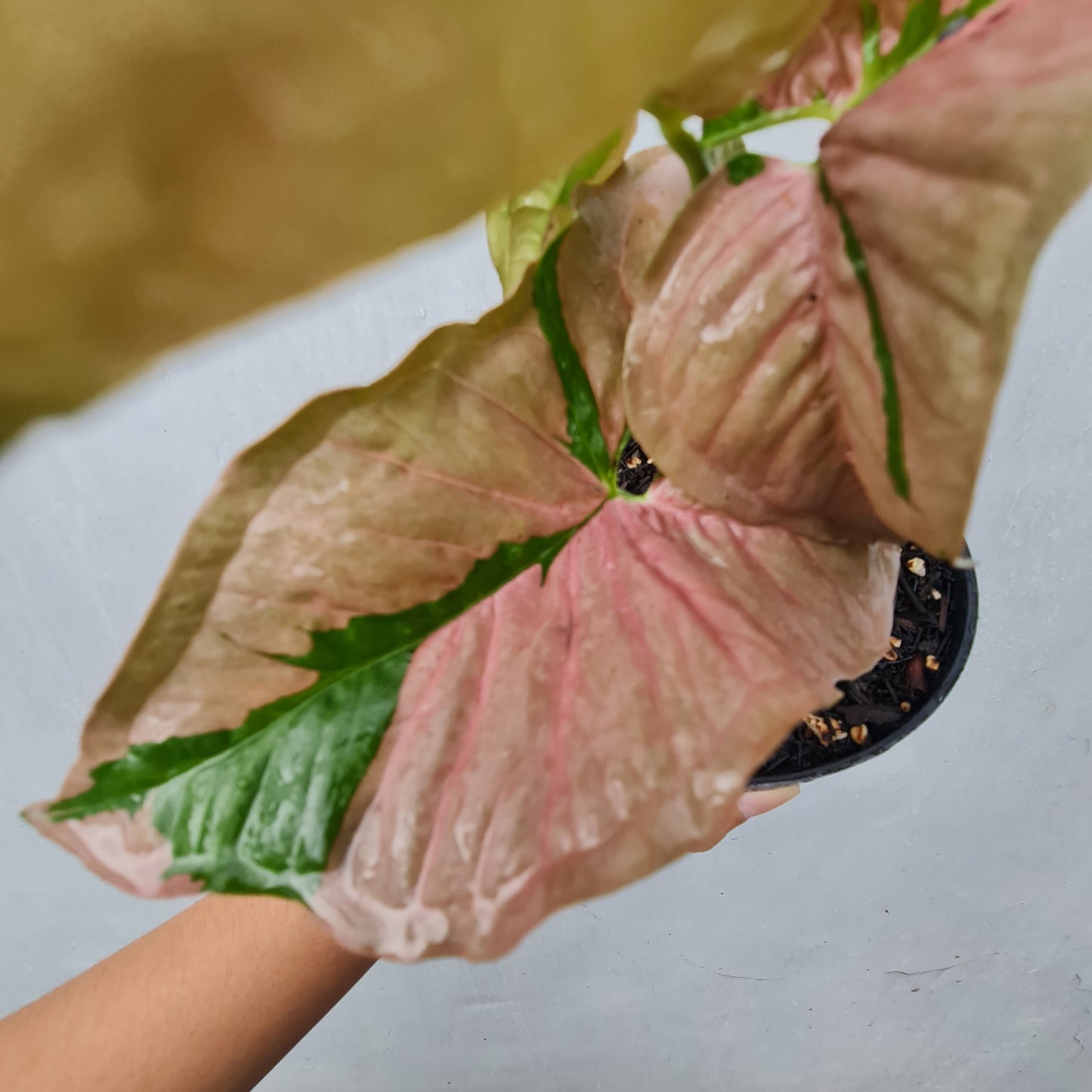 Syngonium Pink Beauty Pink Lava Variegated Tropical Plants KOKONATPLANT