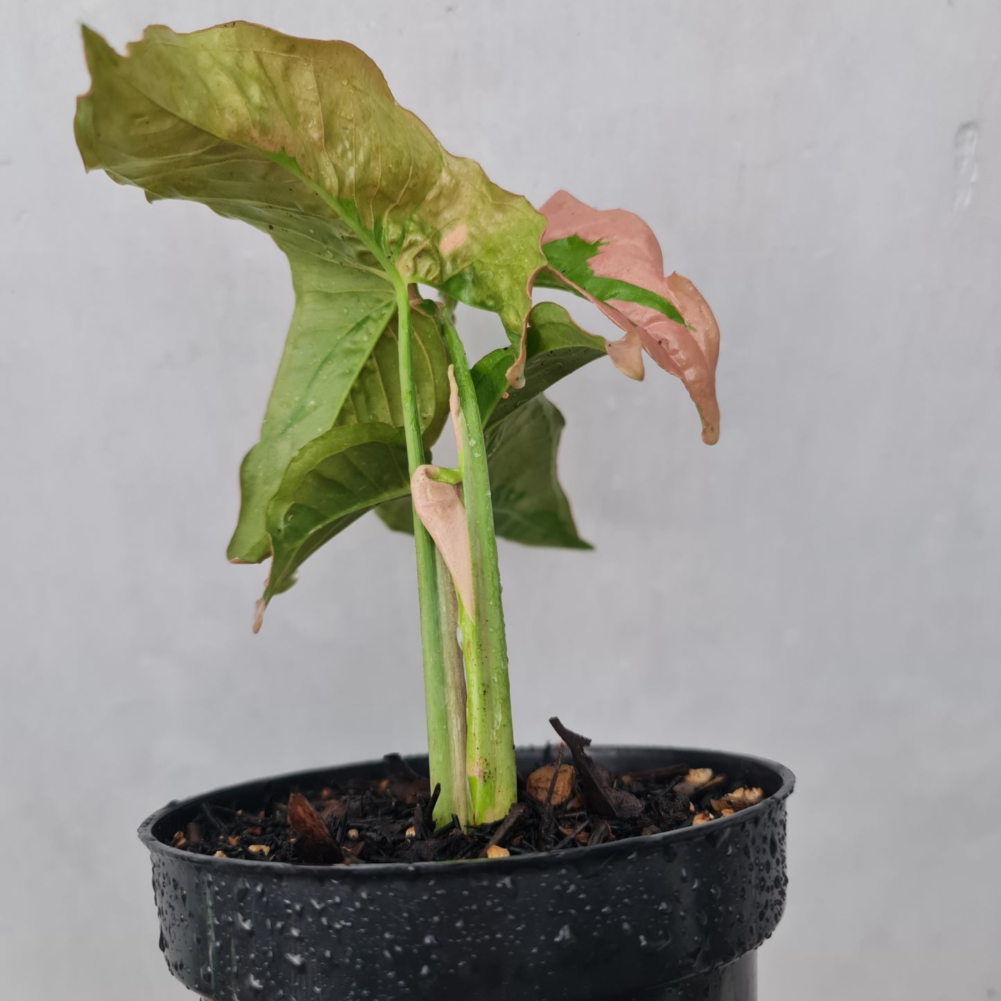Syngonium Pink Beauty Pink Lava Variegated Tropical Plants KOKONATPLANT