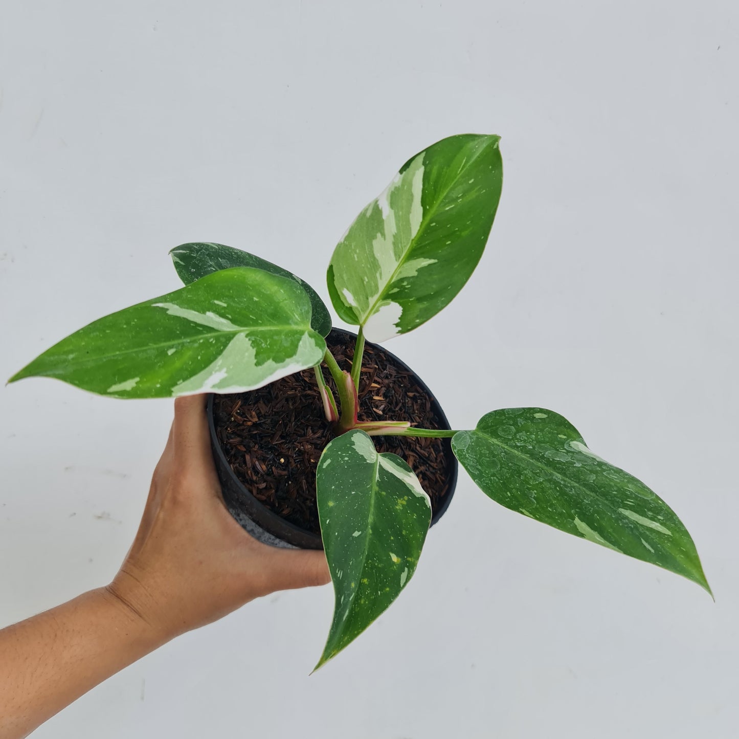 Philodendron White Princess Tropical Plants KOKONATPLANT