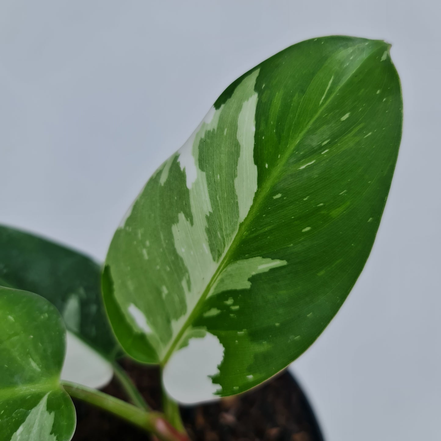 Philodendron White Princess Tropical Plants KOKONATPLANT