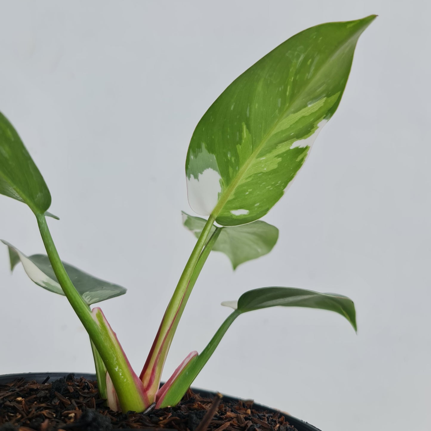 Philodendron White Princess Tropical Plants KOKONATPLANT