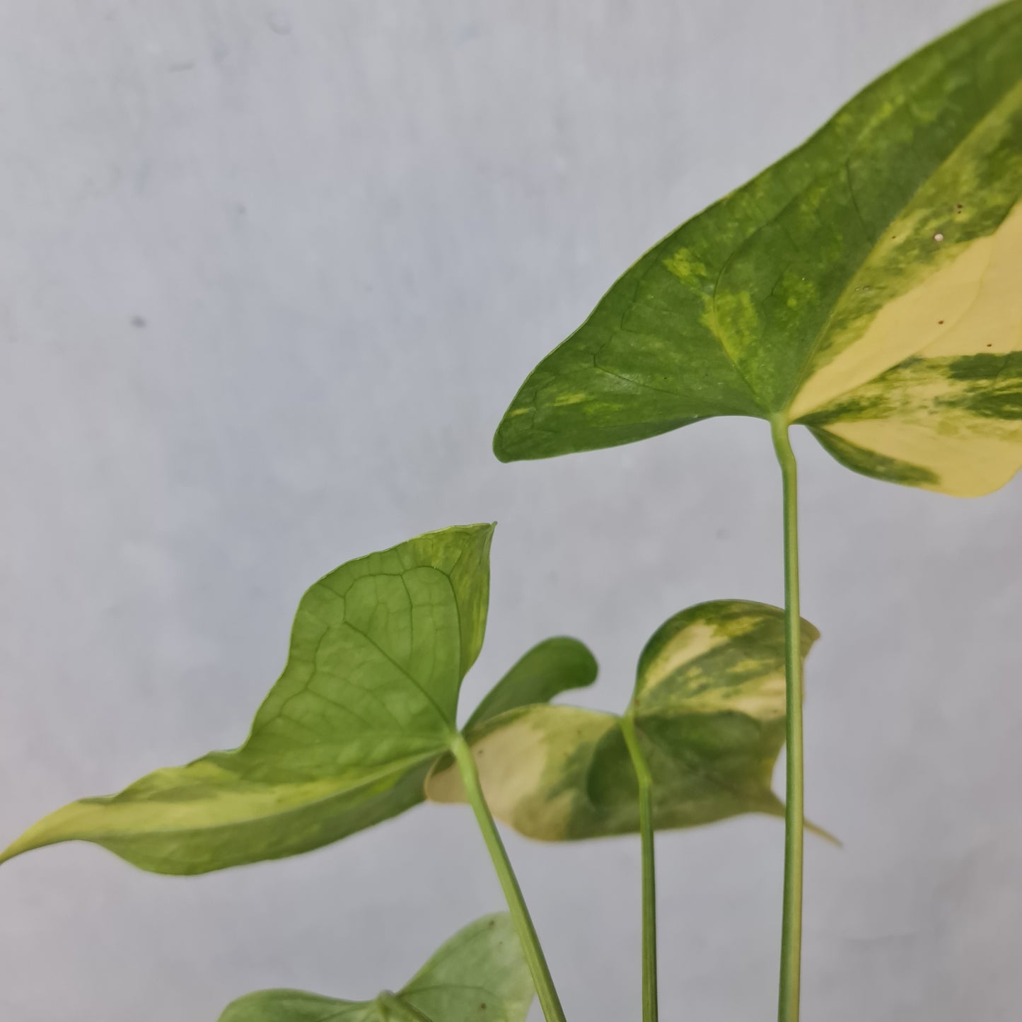 Anthurium Clarinervium Variegated Tropical Plants KOKONATPLANT