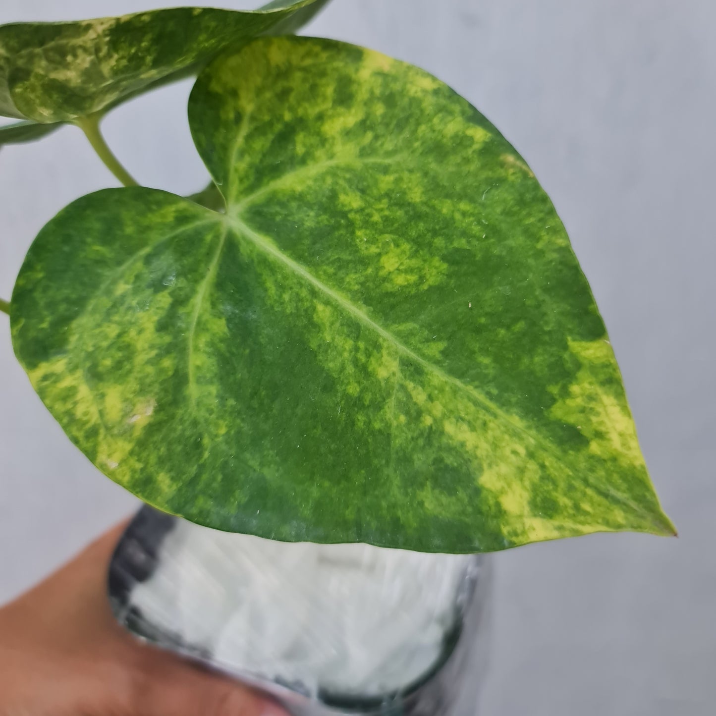 Anthurium Clarinervium Variegated Tropical Plants KOKONATPLANT