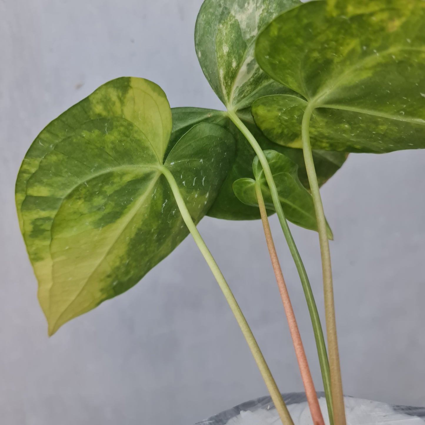Anthurium Clarinervium Variegated Tropical Plants KOKONATPLANT