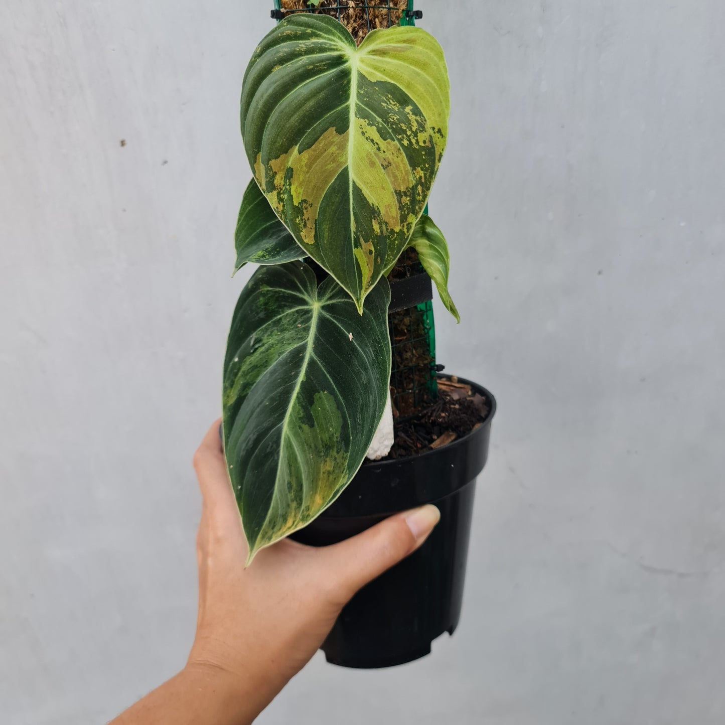 Philodendron Melanochrysum Variegated Tropical Plants KOKONATPLANTS