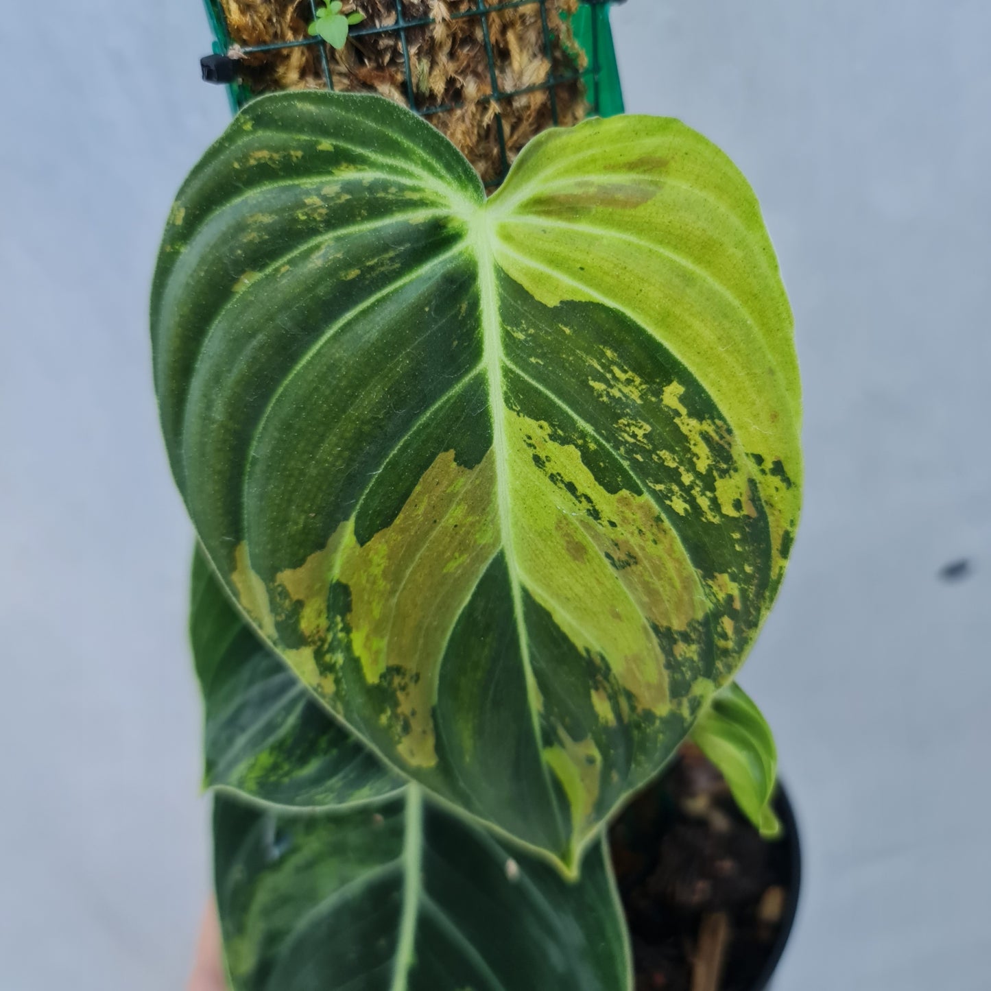 Philodendron Melanochrysum Variegated Tropical Plants KOKONATPLANTS