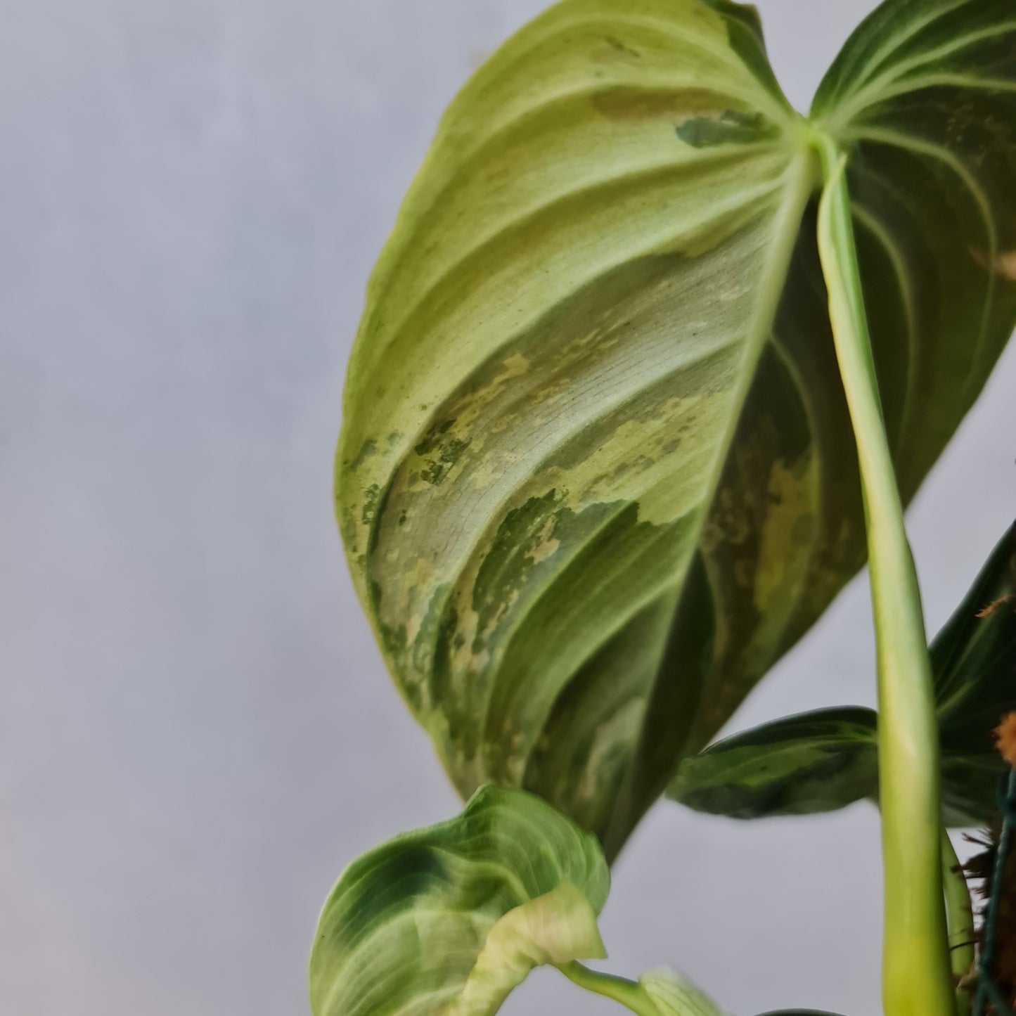 Philodendron Melanochrysum Variegated Tropical Plants KOKONATPLANTS