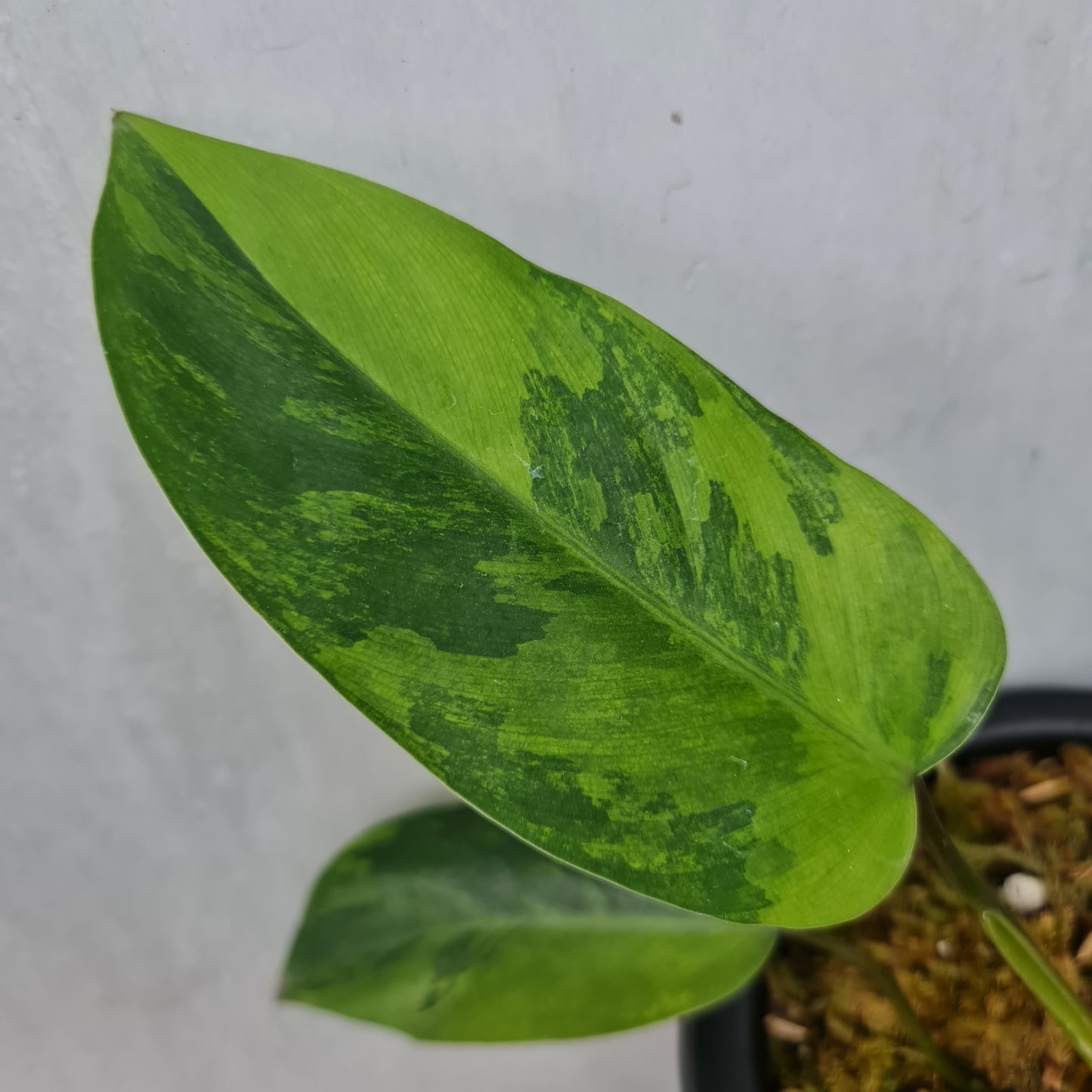 Philodendron Avocado Shake Variegated RARE Tropical Plants KOKONATPLANT